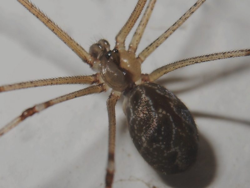 Holocnemus pluchei